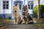 Eurasier