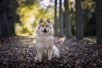 Eurasier