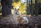 Eurasier