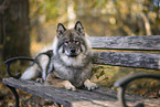 Eurasier