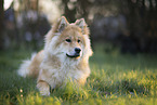 Eurasier