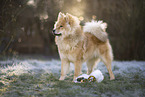 Eurasier