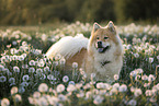 Eurasier