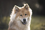 Eurasier