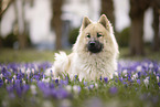 Eurasier