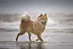 Eurasier