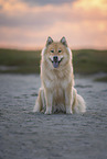 Eurasier