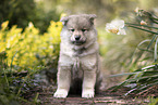 Eurasier Welpe