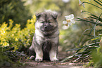 Eurasier Welpe