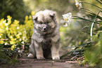 Eurasier Welpe