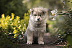 Eurasier Welpe