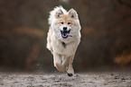 Eurasier Welpe