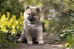 Eurasier Welpe