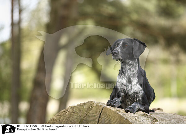 Europischer Schlittenhund / JH-31556