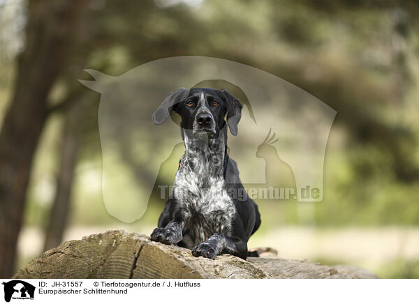Europischer Schlittenhund / JH-31557