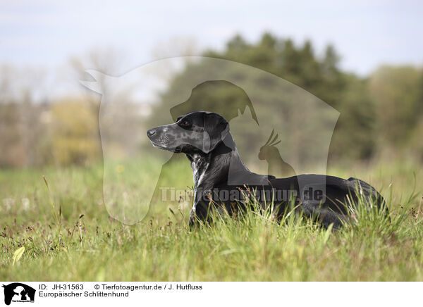 Europischer Schlittenhund / JH-31563