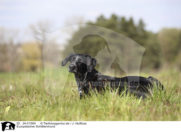 Europischer Schlittenhund / Scandinavian Hound / JH-31564