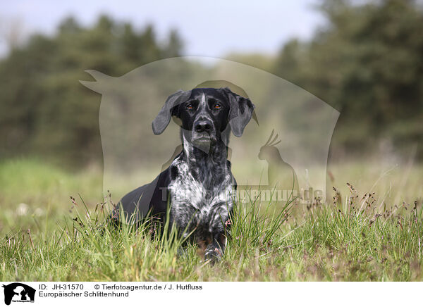 Europischer Schlittenhund / JH-31570