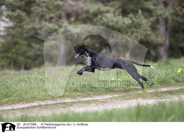 Europischer Schlittenhund / Scandinavian Hound / JH-31588