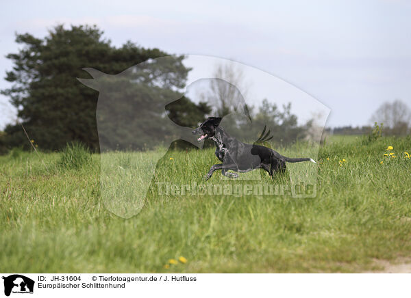Europischer Schlittenhund / Scandinavian Hound / JH-31604