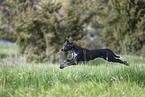 Europischer Schlittenhund
