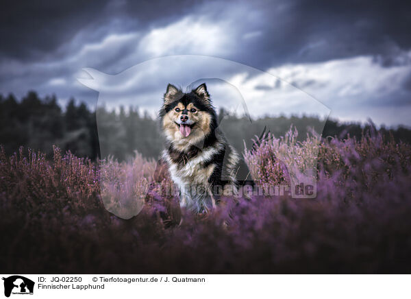 Finnischer Lapphund / Suomenlapinkoira / JQ-02250