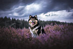 Finnischer Lapphund