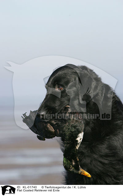 Flat Coated Retriever mit Ente / flat coated retriever with duck / KL-01740