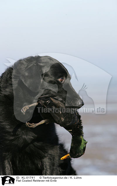 Flat Coated Retriever mit Ente / flat coated retriever with duck / KL-01741