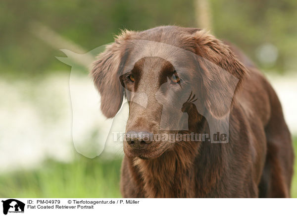 Flat Coated Retriever Portrait / Flat Coated Retriever Portrait / PM-04979