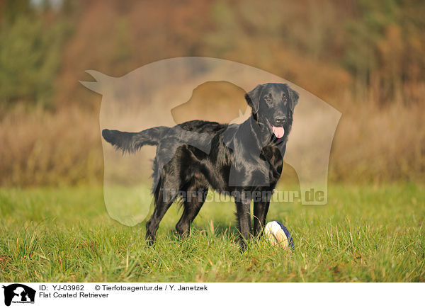 Flat Coated Retriever / Flat Coated Retriever / YJ-03962