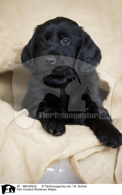 Flat Coated Retriever Welpe / Flat Coated Retriever Puppy / NN-09930