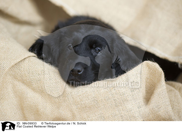 Flat Coated Retriever Welpe / Flat Coated Retriever Puppy / NN-09933