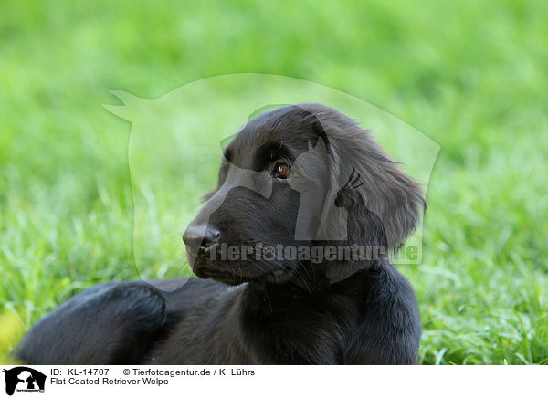 Flat Coated Retriever Welpe / Flat Coated Retriever Puppy / KL-14707