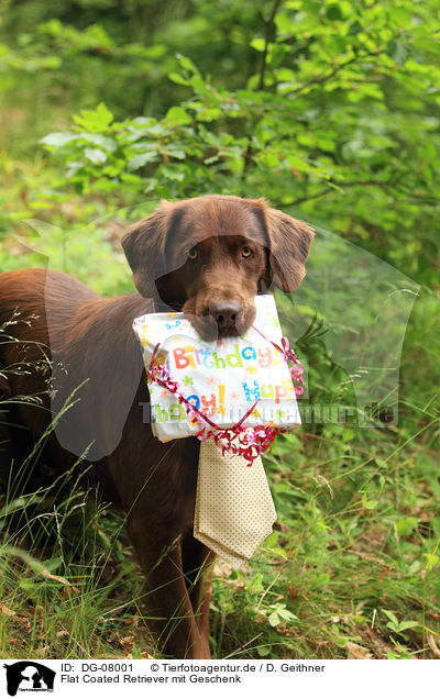 Flat Coated Retriever mit Geschenk / Flat Coated Retriever with present / DG-08001