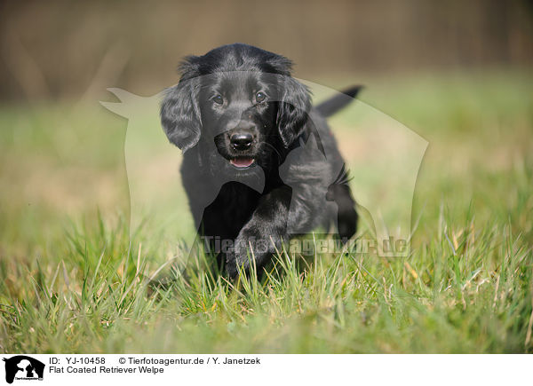 Flat Coated Retriever Welpe / Flat Coated Retriever Puppy / YJ-10458