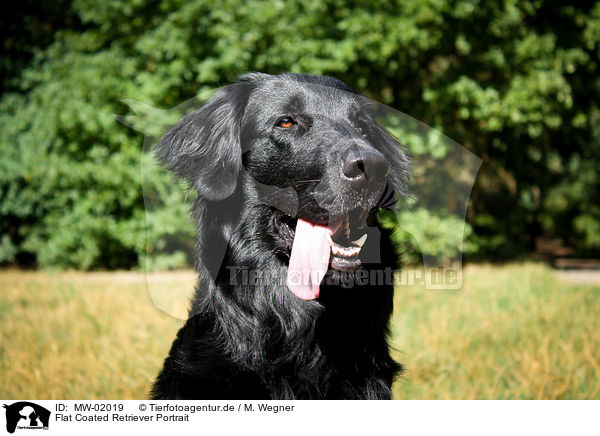 Flat Coated Retriever Portrait / Flat Coated Retriever Portrait / MW-02019