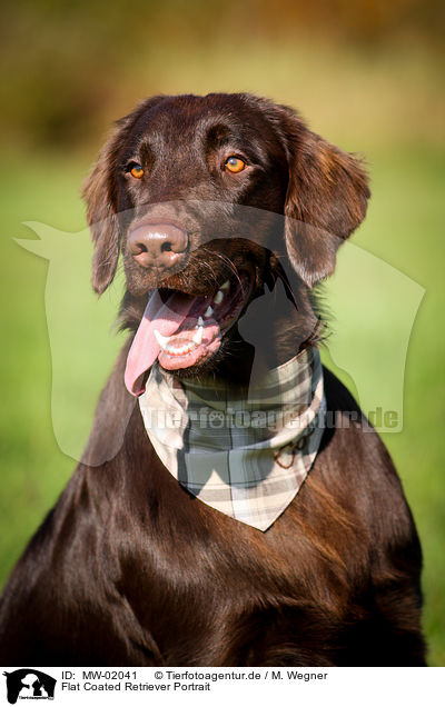 Flat Coated Retriever Portrait / Flat Coated Retriever Portrait / MW-02041