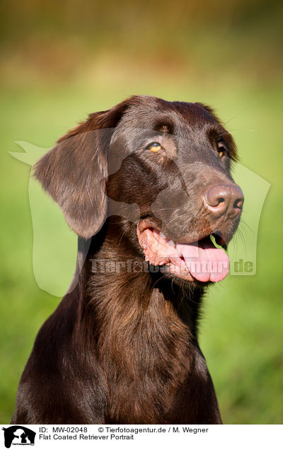 Flat Coated Retriever Portrait / Flat Coated Retriever Portrait / MW-02048