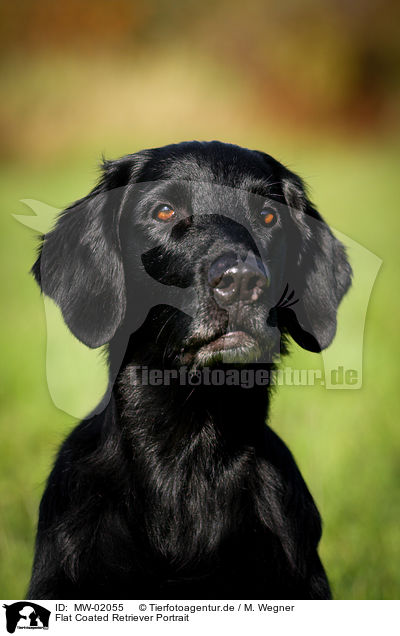 Flat Coated Retriever Portrait / Flat Coated Retriever Portrait / MW-02055