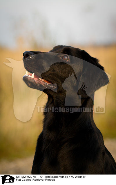 Flat Coated Retriever Portrait / Flat Coated Retriever Portrait / MW-02075