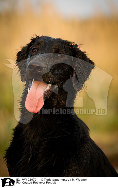 Flat Coated Retriever Portrait / Flat Coated Retriever Portrait / MW-02079