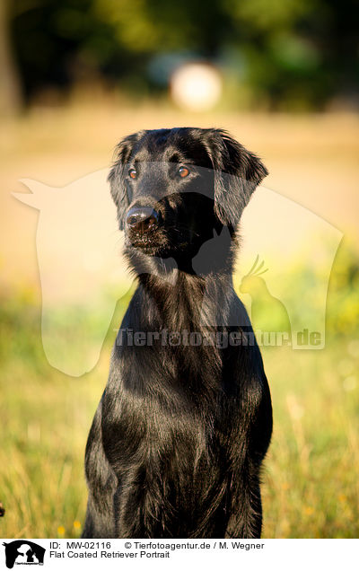 Flat Coated Retriever Portrait / Flat Coated Retriever Portrait / MW-02116