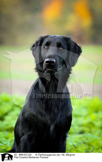 Flat Coated Retriever Portrait / Flat Coated Retriever Portrait / MW-02120