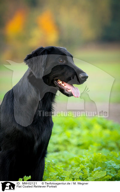 Flat Coated Retriever Portrait / Flat Coated Retriever Portrait / MW-02121