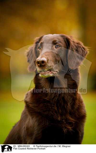 Flat Coated Retriever Portrait / Flat Coated Retriever Portrait / MW-06040