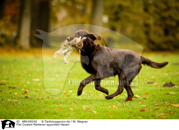 Flat Coated Retriever apportiert Hasen / Flat Coated Retriever retrieves hare / MW-06049