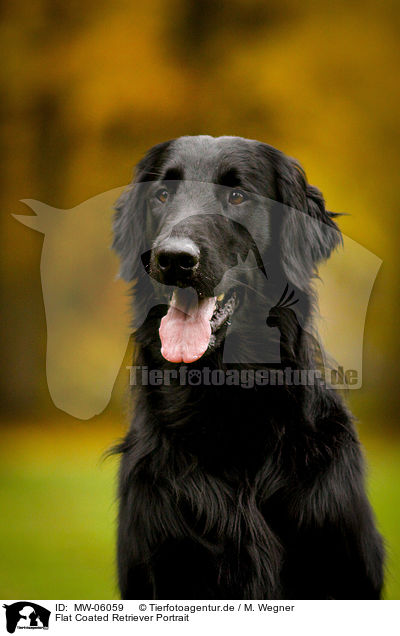 Flat Coated Retriever Portrait / Flat Coated Retriever Portrait / MW-06059