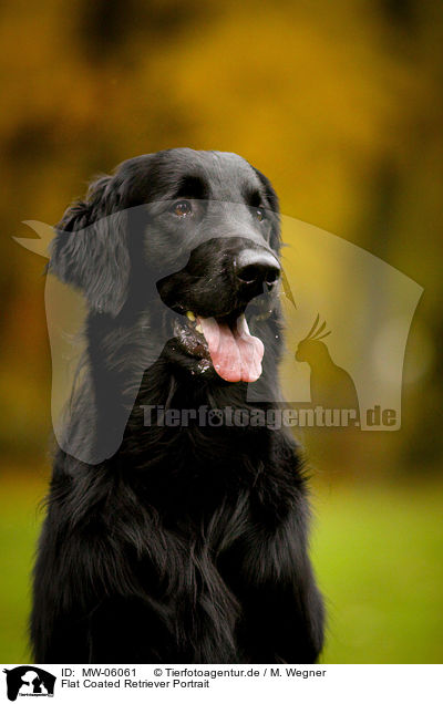 Flat Coated Retriever Portrait / Flat Coated Retriever Portrait / MW-06061