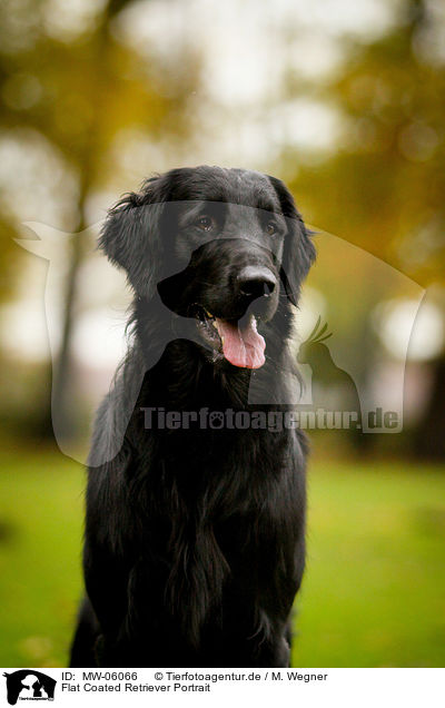 Flat Coated Retriever Portrait / Flat Coated Retriever Portrait / MW-06066